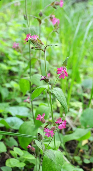 Silene Dioica Rośnie Wiosną Wolności — Zdjęcie stockowe