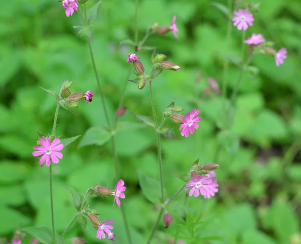 Silene Dioica Wächst Frühling Freier Wildbahn — Stockfoto