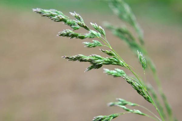 Meadow Wild Grasses Pasture Grows Poa — Stock Photo, Image