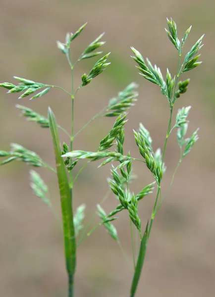 Auf Der Wiese Zwischen Wilden Gräsern Auf Der Weide Wächst — Stockfoto