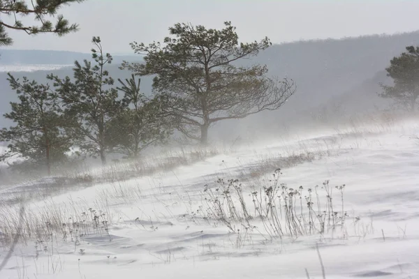 Blizzard Hivernal Avec Vent Neige Gel — Photo