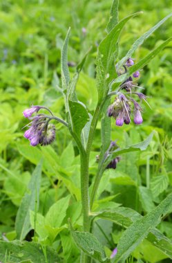 Çayırda, yabani otların arasında kuş (Symphytum officinale) çiçek açıyor.