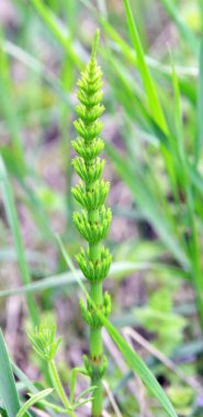At kuyruğu tarlası (Equisetum arvense) vahşi doğada yetişir..
