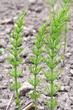 At kuyruğu tarlası (Equisetum arvense) vahşi doğada yetişir..