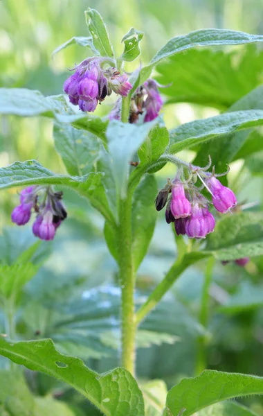 Meadow Wild Herbs Comfrey Symphytum Officinale Blooming — Stock Photo, Image