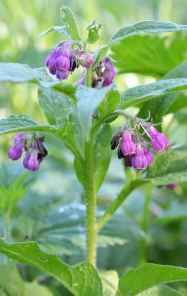 Louce Mezi Divokými Bylinami Kvete Komfrey Symphytum Officinale — Stock fotografie