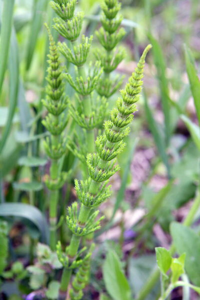 Horsetail field (Equisetum arvense) grows in the wild.