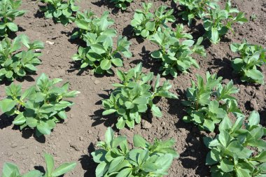 Baharda, genç At Fasulyesi (Vicia Faba) bir tarlada yetişir.