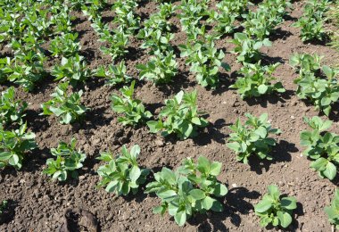 Baharda, genç At Fasulyesi (Vicia Faba) bir tarlada yetişir.