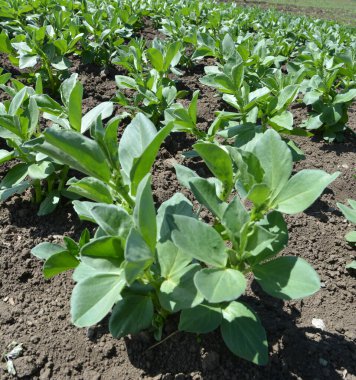 Baharda, genç At Fasulyesi (Vicia Faba) bir tarlada yetişir.