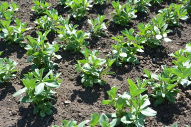 Baharda, genç At Fasulyesi (Vicia Faba) bir tarlada yetişir.