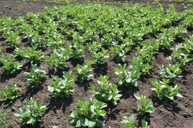 Baharda, genç At Fasulyesi (Vicia Faba) bir tarlada yetişir.