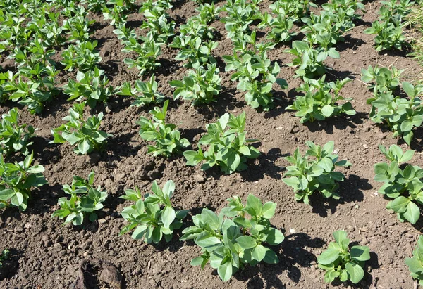 Baharda, genç At Fasulyesi (Vicia Faba) bir tarlada yetişir.
