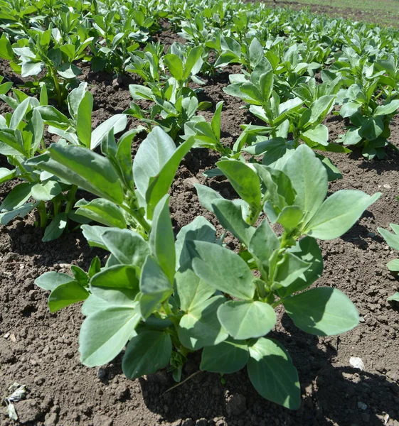 Baharda, genç At Fasulyesi (Vicia Faba) bir tarlada yetişir.