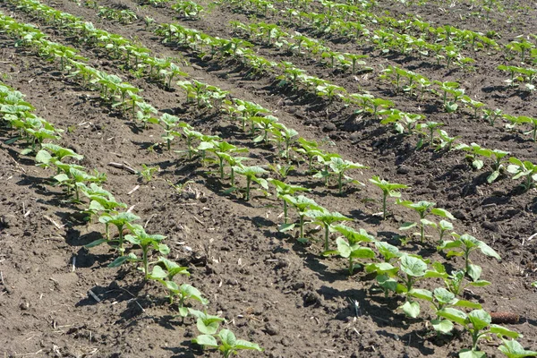 Primavera Girassol Campo Fazenda Cresce — Fotografia de Stock