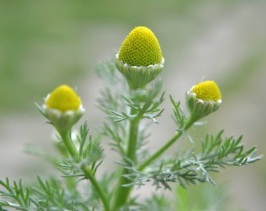 Kokulu papatya çayı (Matrikaria diskoidea) vahşi doğada yetişir. 