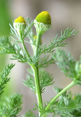 Kokulu papatya çayı (Matrikaria diskoidea) vahşi doğada yetişir. 
