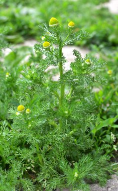 Kokulu papatya çayı (Matrikaria diskoidea) vahşi doğada yetişir. 