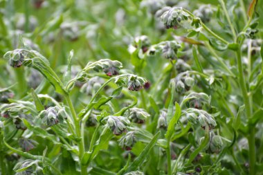 Vahşi doğada, Cynoglossum otlar arasında çiçek açar.