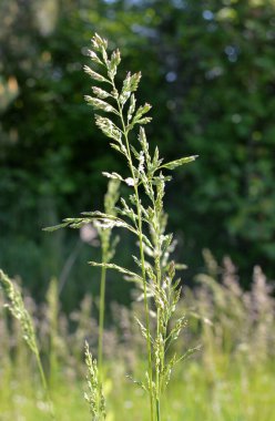 Çayırlarda, yabani otların arasında Poa büyüyor..