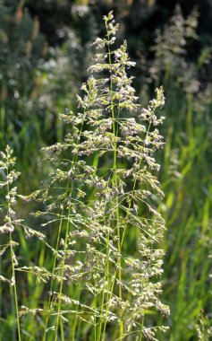 Çayırlarda, yabani otların arasında Poa büyüyor..