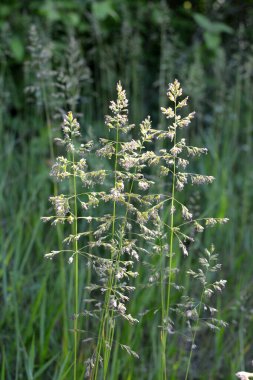 Çayırlarda, yabani otların arasında Poa büyüyor..