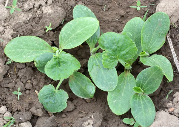 Junge Zucchini Sämlinge Wachsen Offenem Bio Boden — Stockfoto