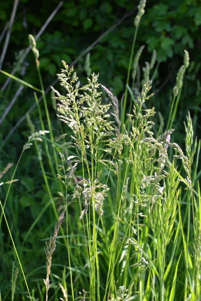 Ängen Bland Vilda Gräs Fäladen Växer Poa — Stockfoto