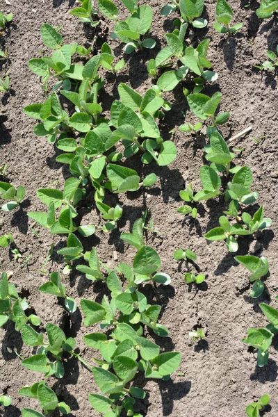 Plántulas Soja Primavera Campo Agrícola — Foto de Stock