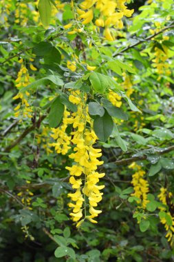 İlkbaharda, doğada süslü bir laburnum çalısı açar. 