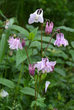 İlkbahar sonu ve yaz başında, Aquilegia vulgaris bahçede çiçek açar.