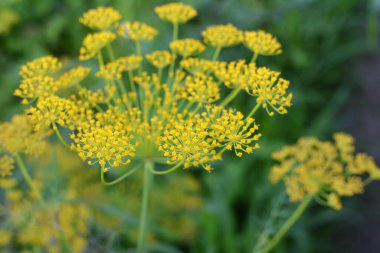 Bahçedeki açık arazide dereotu yetişir (Anethum Graveolens)