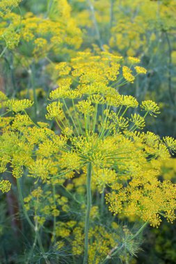 Bahçedeki açık arazide dereotu yetişir (Anethum Graveolens)