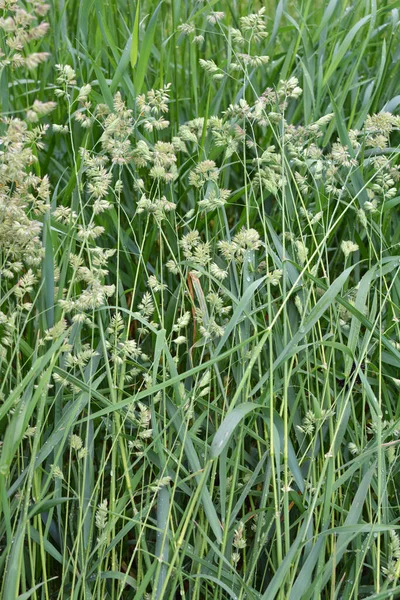 In the meadow blooms valuable fodder grass Dactylis glomerata