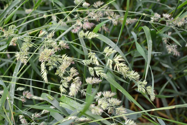 Meadow Blooms Valuable Fodder Grass Dactylis Glomerata — Stock Photo, Image