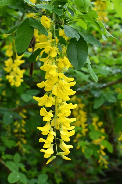 Spring Ornamental Laburnum Bush Blooms Nature — Stock Photo, Image