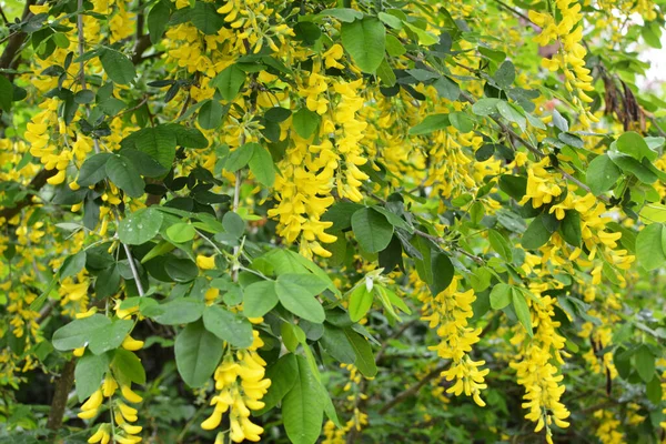 Spring Ornamental Laburnum Bush Blooms Nature — Stock Photo, Image