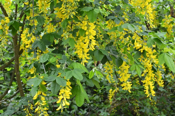 Spring Ornamental Laburnum Bush Blooms Nature — Stock Photo, Image