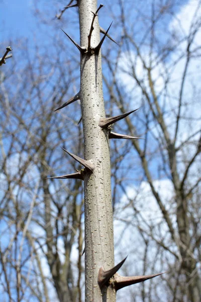 Κοφτερά Αγκάθια Ένα Κλαδί Θάμνου Και Ένα Κοντινό Δέντρο — Φωτογραφία Αρχείου