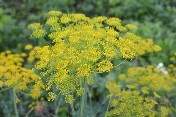 Nyílt Területen Kertben Kapor Anethum Graveolens — Stock Fotó