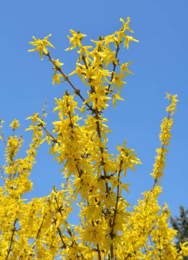 Forsythia çalıları doğada ilkbaharda çiçek açar.. 