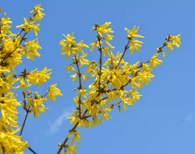 Forsythia çalıları doğada ilkbaharda çiçek açar..