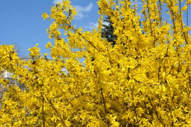 Forsythia çalıları doğada ilkbaharda çiçek açar.. 