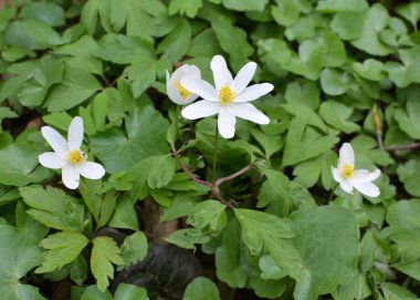 Ormanın vahşi yaşamında erken bahar çiçekleri. İlkbahar bitkisi Anemone nemorosa.