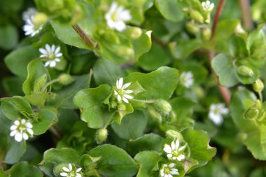 İlkbaharda Stellaria medyası doğada büyüyor.
