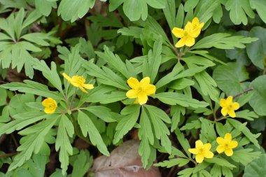 İlkbaharda vahşi ormanda anemon sarısı açar (Anemone ranunculoides).