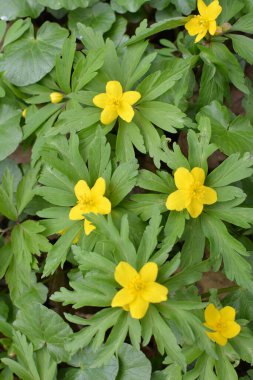 İlkbaharda vahşi ormanda anemon sarısı açar (Anemone ranunculoides).