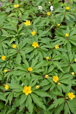 İlkbaharda vahşi ormanda anemon sarısı açar (Anemone ranunculoides).