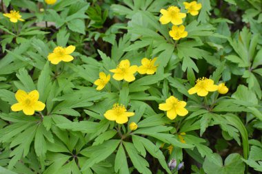 İlkbaharda vahşi ormanda anemon sarısı açar (Anemone ranunculoides).