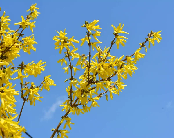 Forsythia çalıları doğada ilkbaharda çiçek açar..